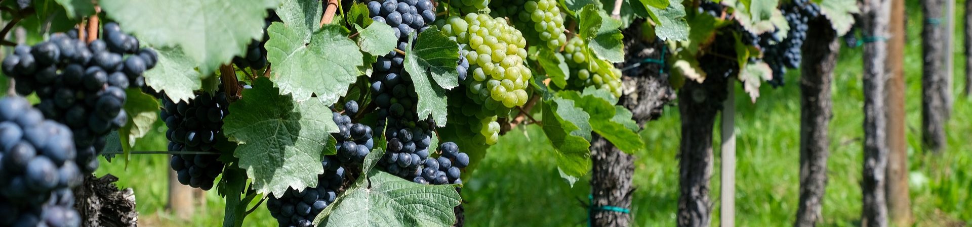 Vineyards in Santa Barbara County Wine Region